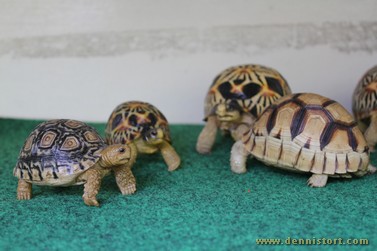 tortoise replica