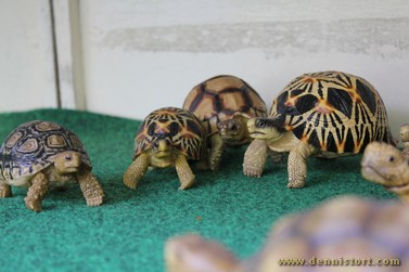 tortoise replica