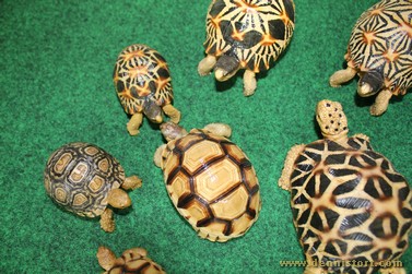 tortoise replica