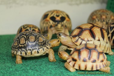 tortoise replica