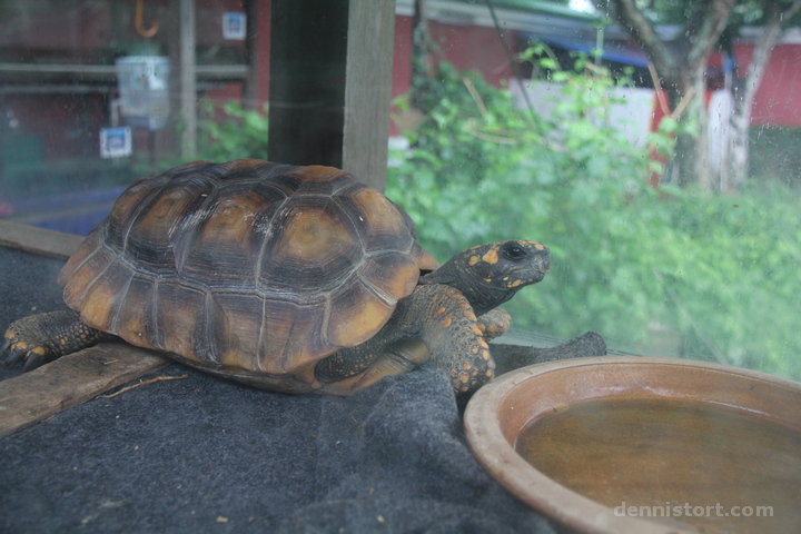 Live Turtle and Tortoise Museum in Singapore