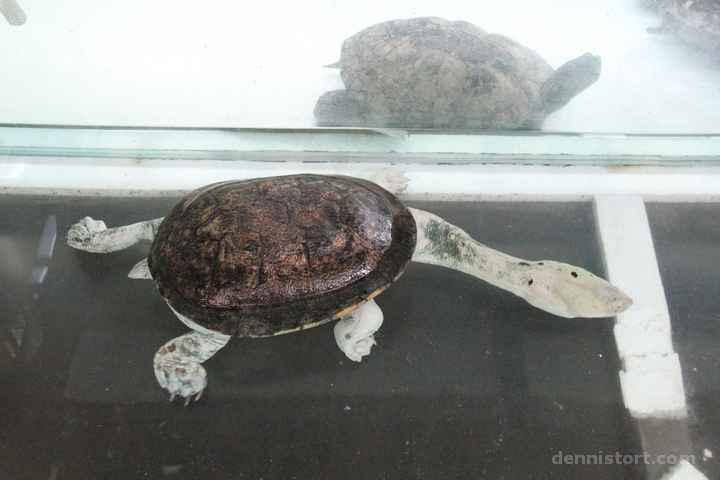 Live Turtle and Tortoise Museum in Singapore