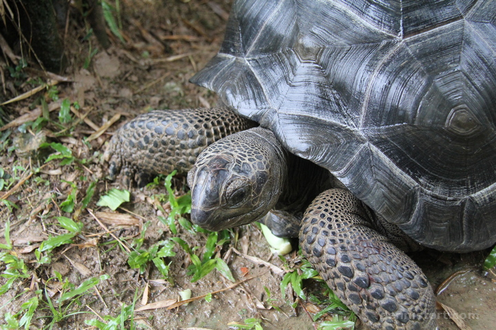 Live Turtle and Tortoise Museum in Singapore