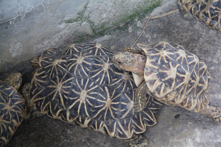 Live Turtle and Tortoise Museum in Singapore