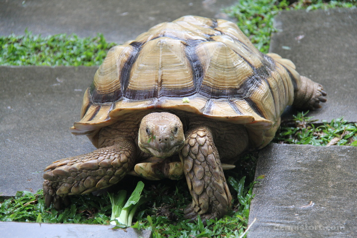 Live Turtle and Tortoise Museum in Singapore