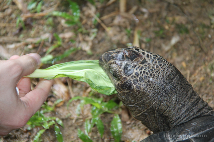 Live Turtle and Tortoise Museum in Singapore