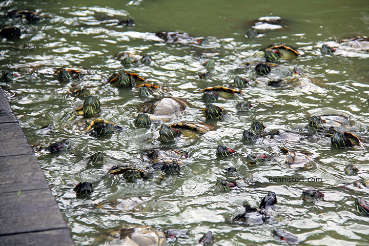 Live Turtle and Tortoise Museum in Singapore