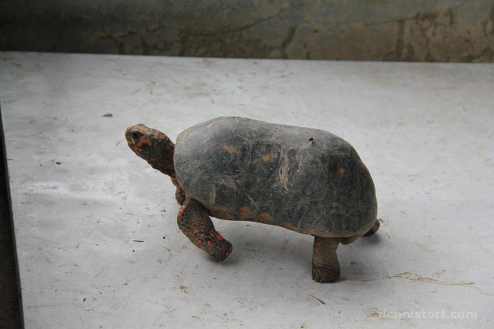 Live Turtle and Tortoise Museum in Singapore