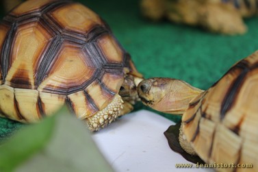 tortoise replica