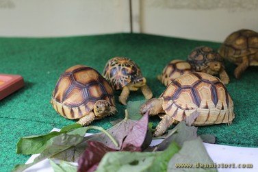 tortoise replica