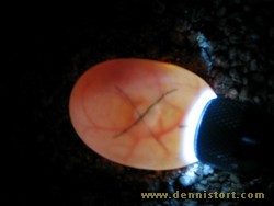 tortoise egg candling