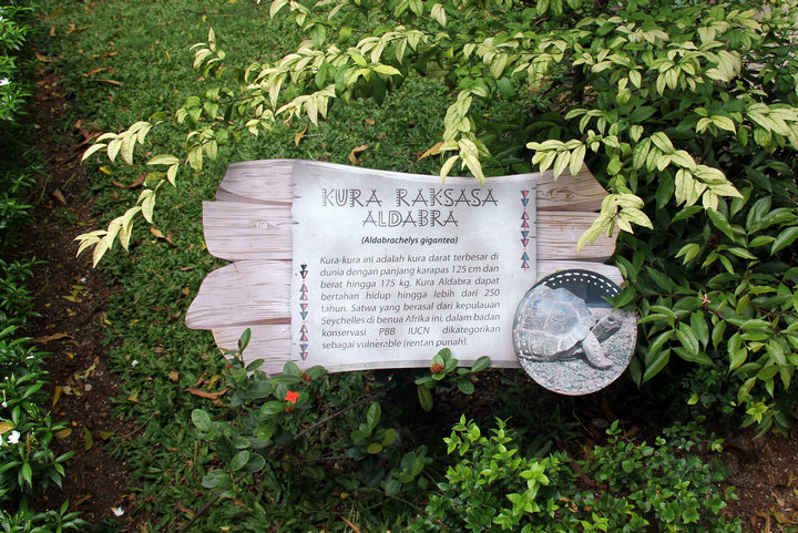 tortoises in faunaland jakarta