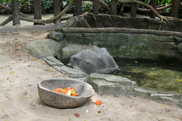 tortoises in faunaland jakarta