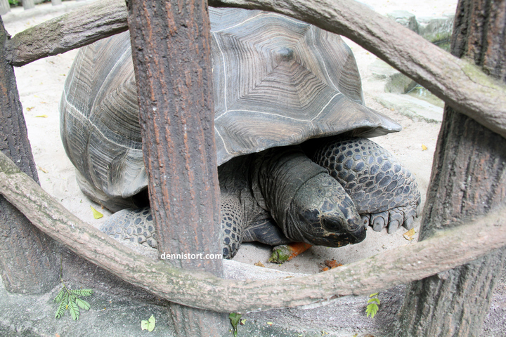 tortoises in faunaland jakarta