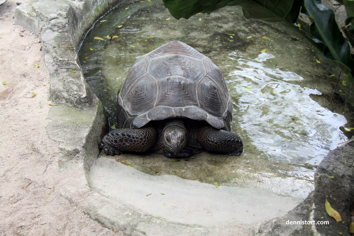 tortoises in faunaland jakarta