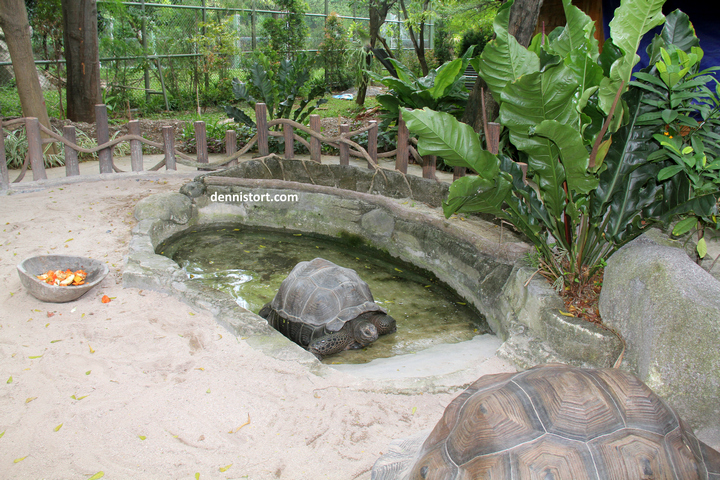 tortoises in faunaland jakarta