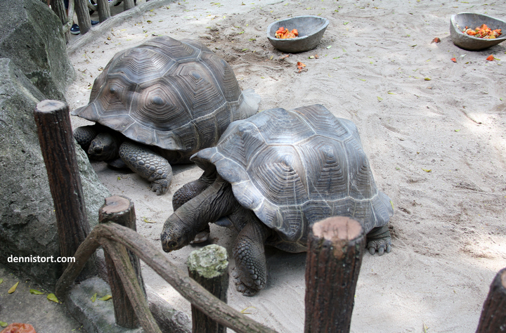 tortoises in faunaland jakarta