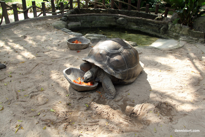 tortoises in faunaland jakarta