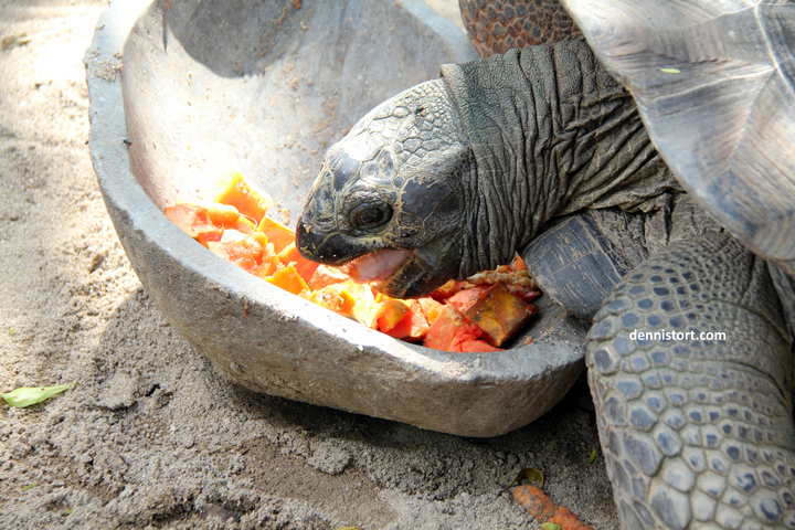 tortoises in faunaland jakarta