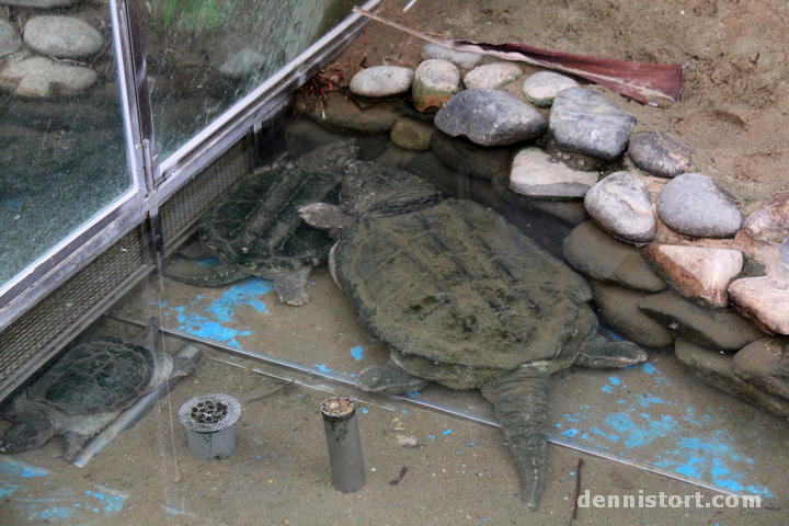 Tortoises in Seoul Zoo, Korea