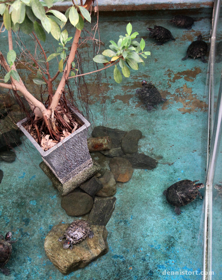 Tortoises in Seoul Zoo, Korea