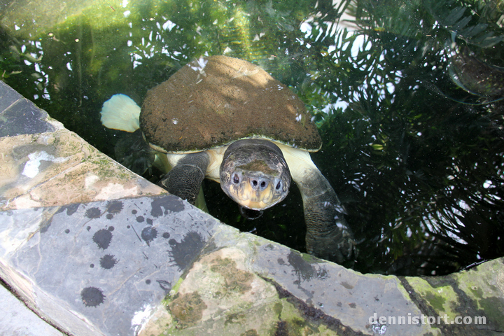 Home Zoo Bangkok Thailand