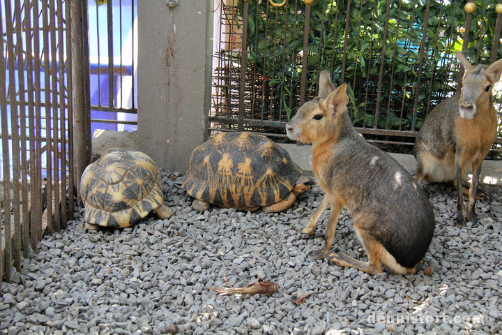 Home Zoo Bangkok Thailand