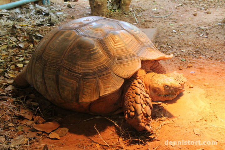 Tortoises in Dusit Zoo, Bangkok Thailand