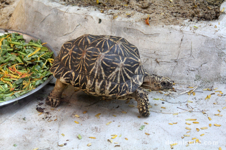 Tortoises in Dusit Zoo, Bangkok Thailand