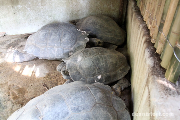 Tortoises in Dusit Zoo, Bangkok Thailand