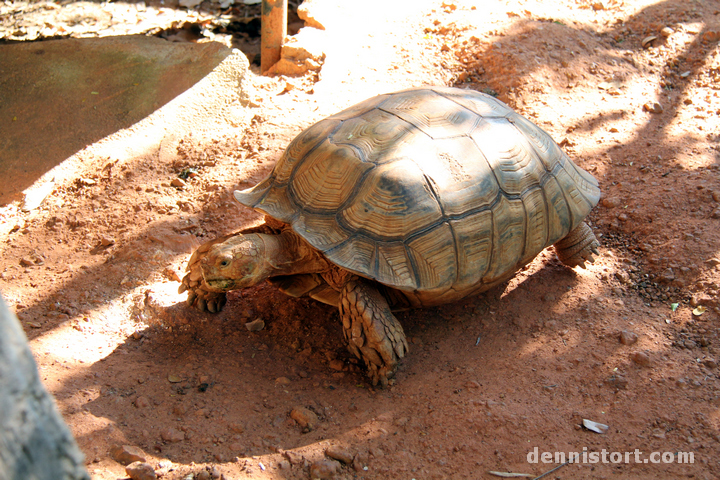 Tortoises in Dusit Zoo, Bangkok Thailand