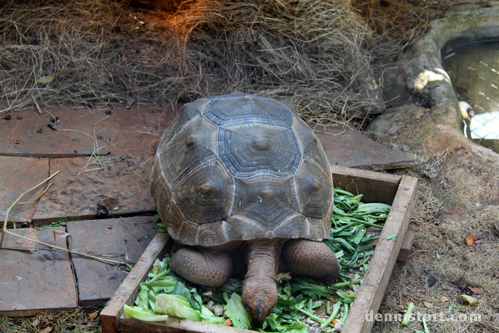 Tortoises in Dusit Zoo, Bangkok Thailand