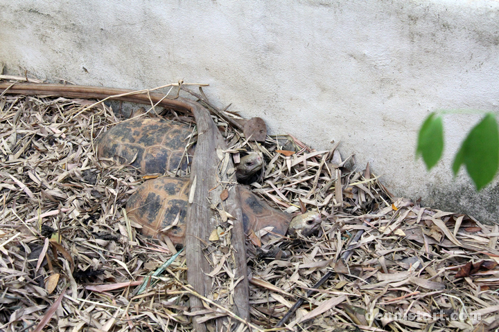 Tortoises in Dusit Zoo, Bangkok Thailand