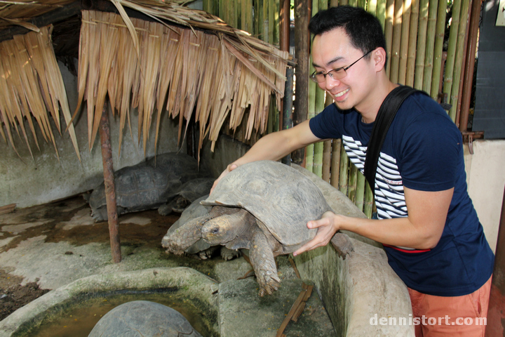 Tortoises in Dusit Zoo, Bangkok Thailand