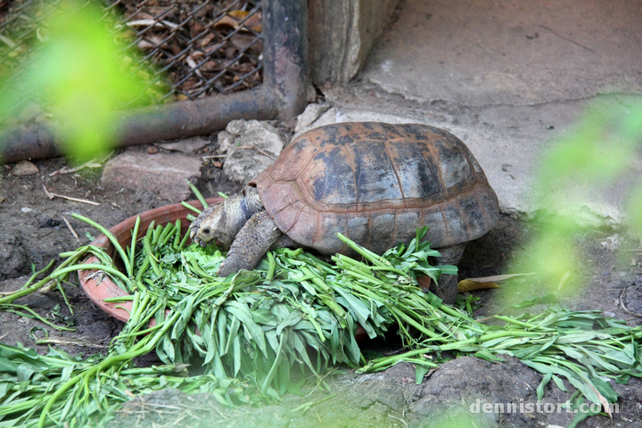 Tortoises in Dusit Zoo, Bangkok Thailand