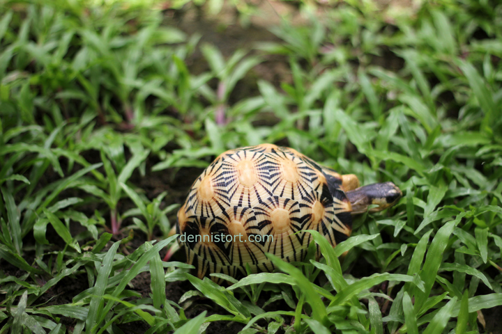 High Yellow Radiated Tortoise