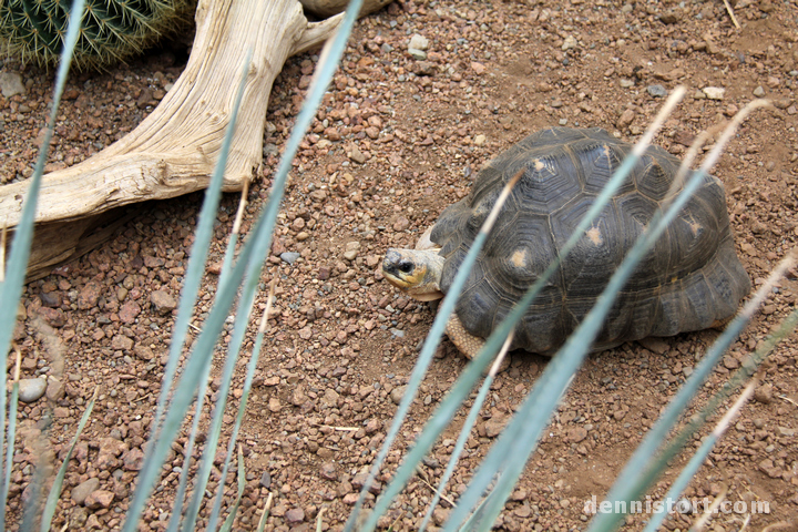 Tortoises in Indianapolis Zoo