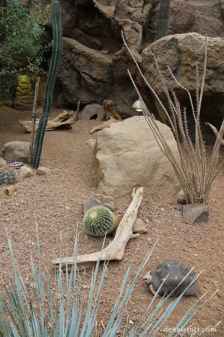 Tortoises in Indianapolis Zoo