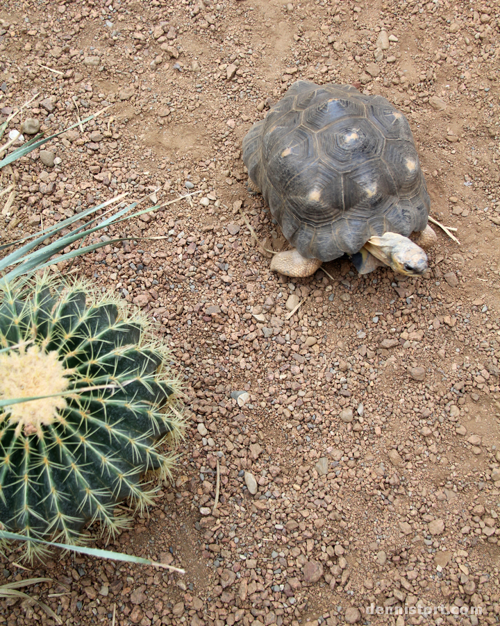 Tortoises in Indianapolis Zoo