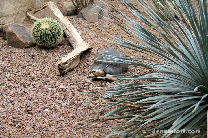 Tortoises in Indianapolis Zoo