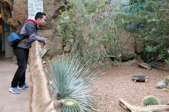 Tortoises in Indianapolis Zoo