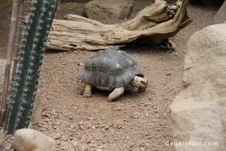 Tortoises in Indianapolis Zoo