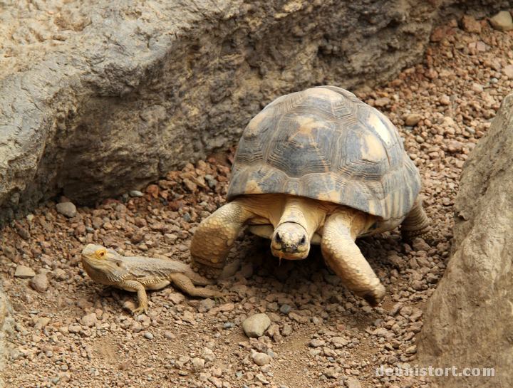 Tortoises in Indianapolis Zoo