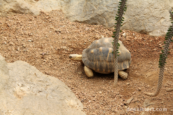 Tortoises in Indianapolis Zoo