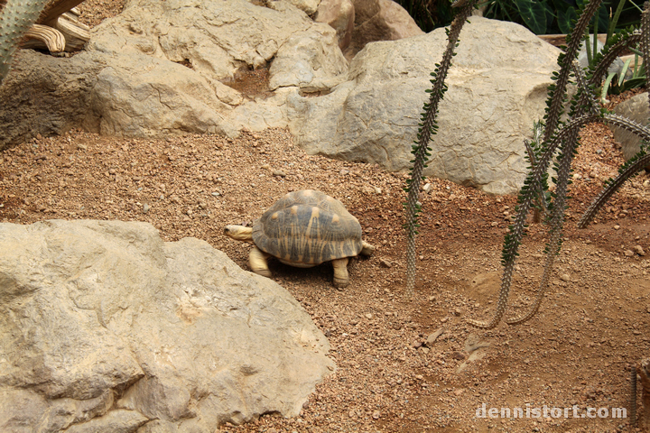 Tortoises in Indianapolis Zoo