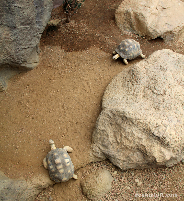 Tortoises in Indianapolis Zoo