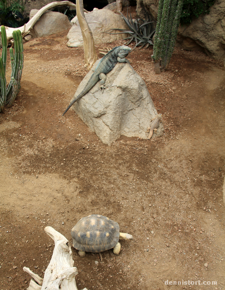 Tortoises in Indianapolis Zoo