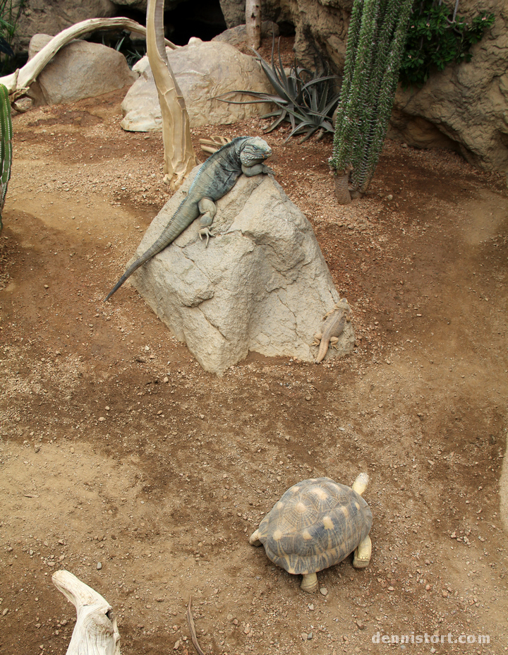 Tortoises in Indianapolis Zoo