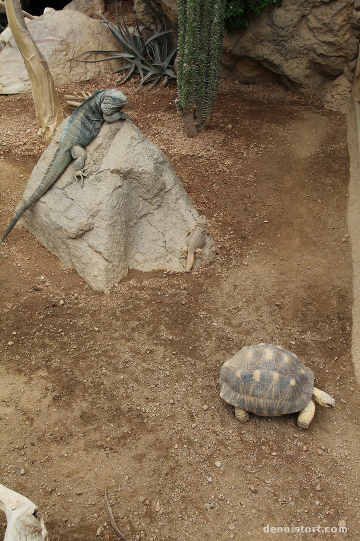 Tortoises in Indianapolis Zoo