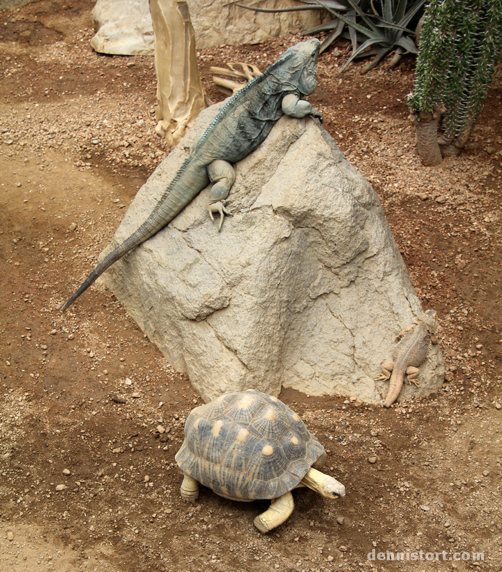 Tortoises in Indianapolis Zoo